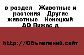  в раздел : Животные и растения » Другие животные . Ненецкий АО,Вижас д.